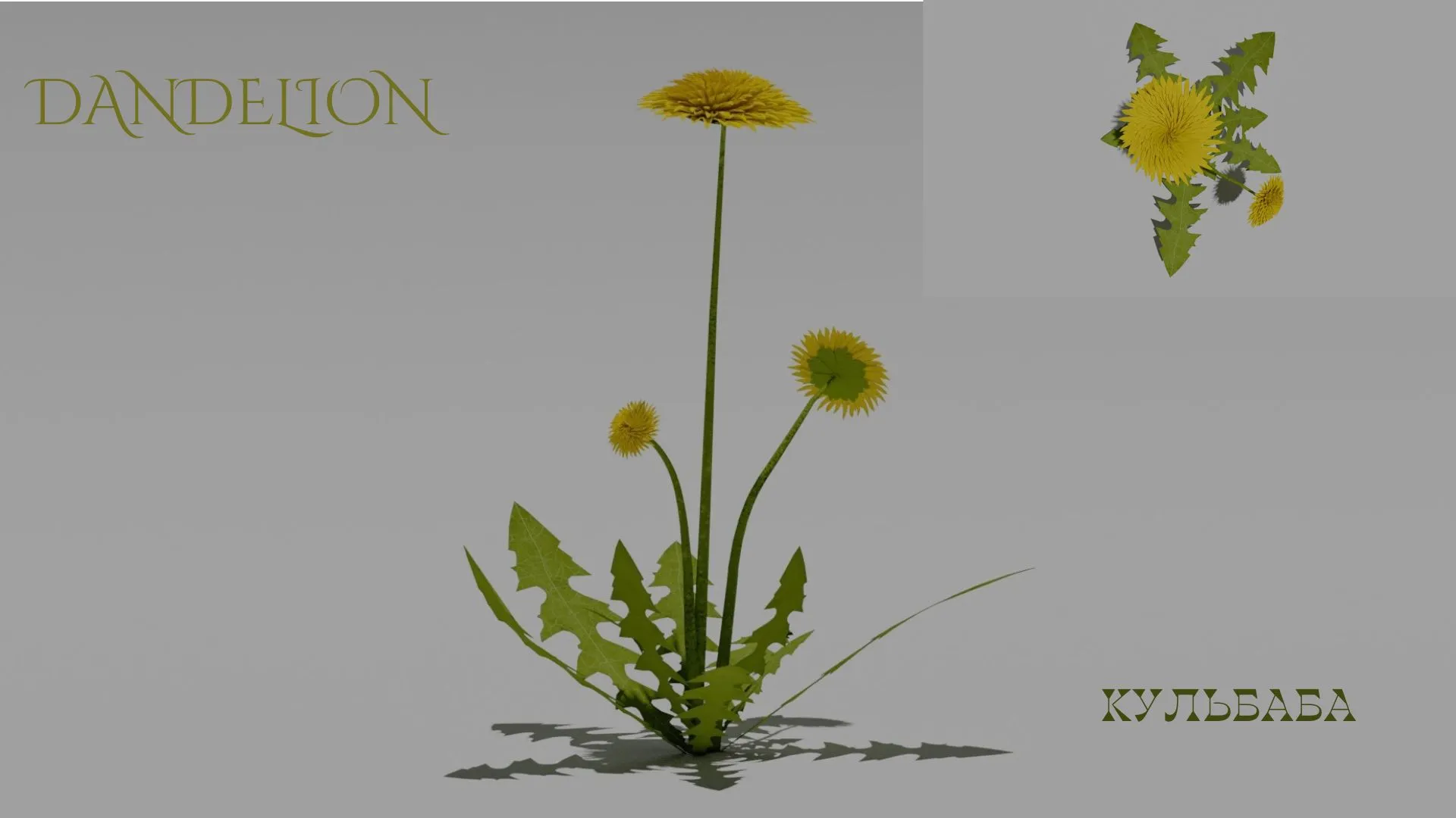 Detailed Dandelion Flower 3D Vegetation 3D Model .c4d .max .obj .3ds .fbx .stl .blend