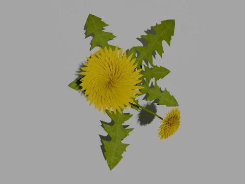 Detailed Dandelion Flower 3D Vegetation 3D Model