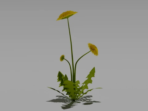 Detailed Dandelion Flower 3D Vegetation 3D Model