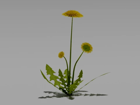 Detailed Dandelion Flower 3D Vegetation 3D Model