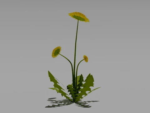 Detailed Dandelion Flower 3D Vegetation 3D Model