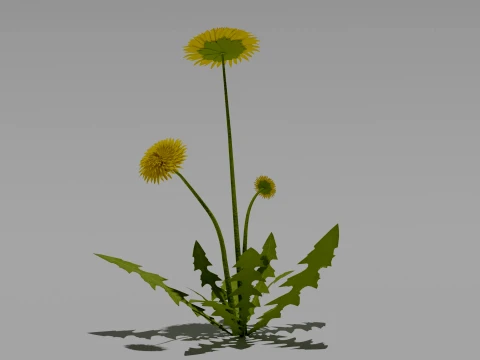 Detailed Dandelion Flower 3D Vegetation 3D Model
