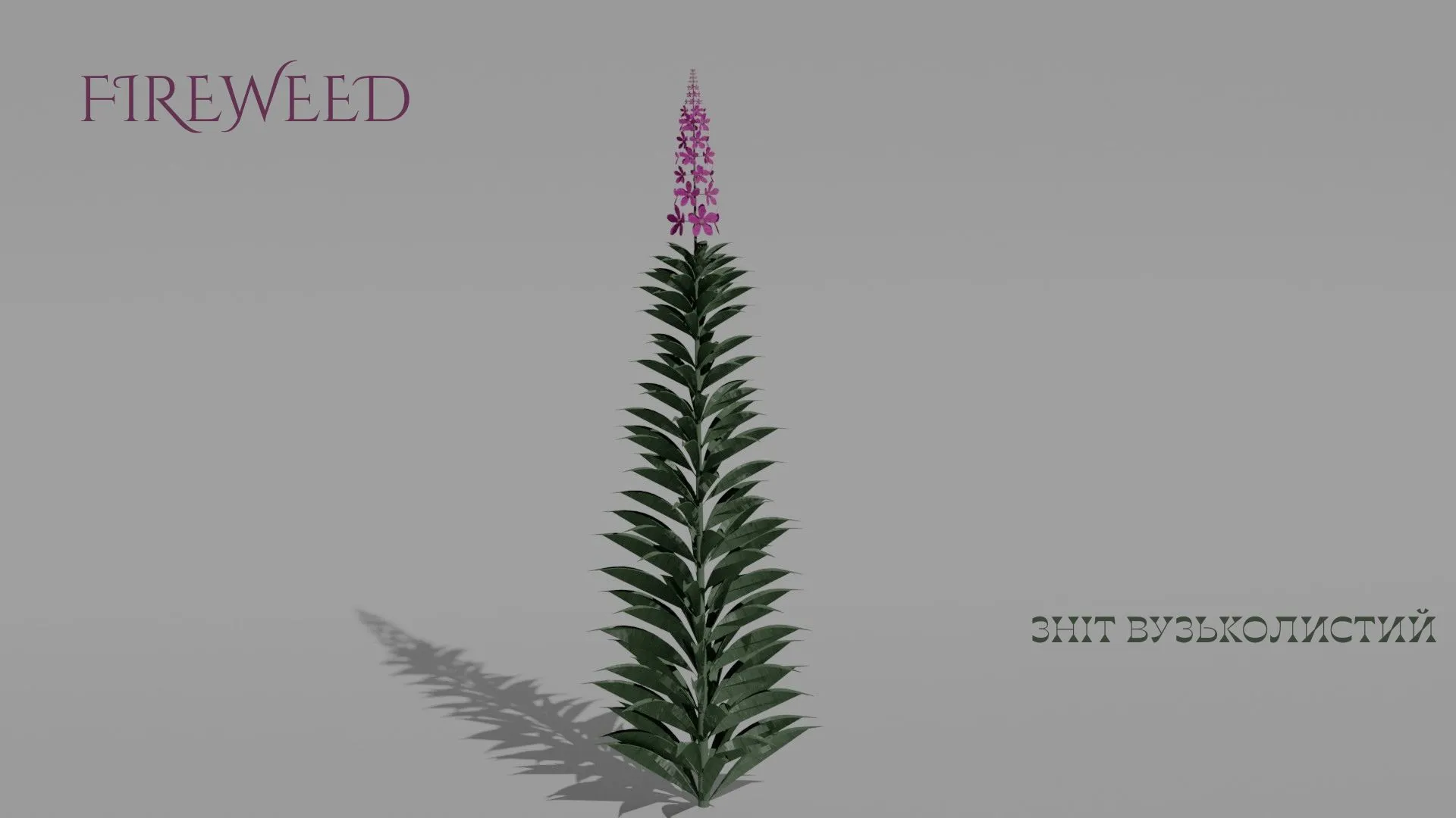 Detailed Fireweed Flower 3D Vegetation 3D Model .c4d .max .obj .3ds .fbx .stl .blend 