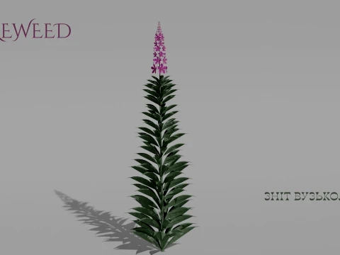 Detailed Fireweed Flower 3D Vegetation 3D Model