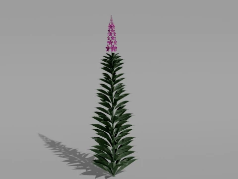 Detailed Fireweed Flower 3D Vegetation 3D Model