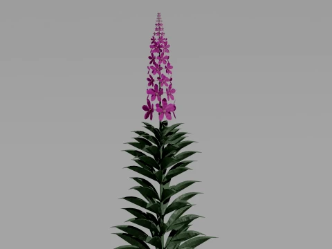 Detailed Fireweed Flower 3D Vegetation 3D Model