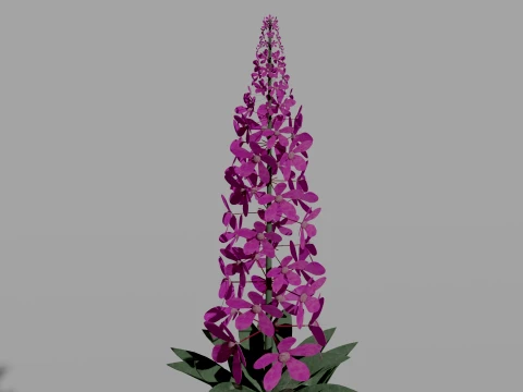 Detailed Fireweed Flower 3D Vegetation 3D Model