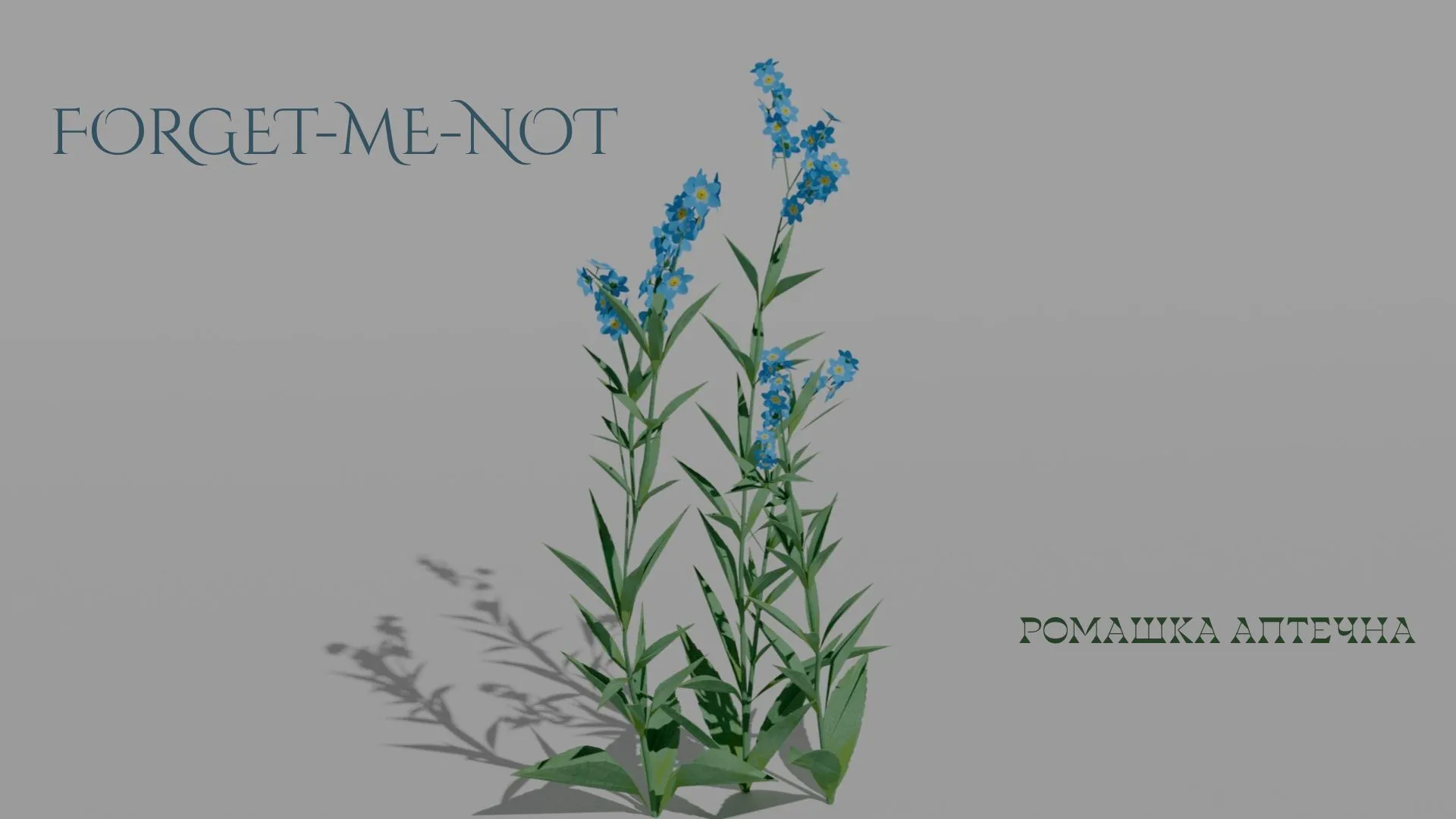 Detailed Forget-Me-Not Flower 3D Vegetation 3D Model .c4d .max .obj .3ds .fbx .stl .blend 