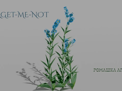 Detailed Forget-Me-Not Flower 3D Vegetation 3D Model
