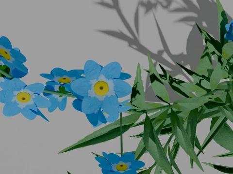 Detailed Forget-Me-Not Flower 3D Vegetation 3D Model