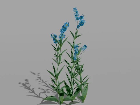 Detailed Forget-Me-Not Flower 3D Vegetation 3D Model