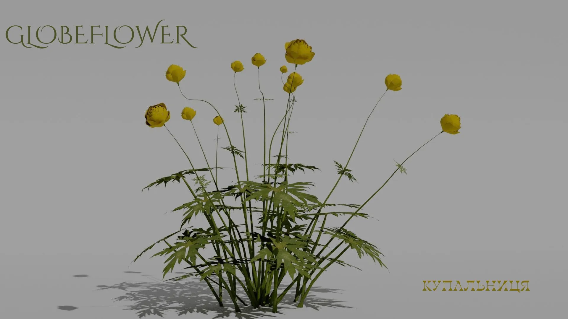 Detailed Globeflower Flower 3D Vegetation 3D Model .c4d .max .obj .3ds .fbx .stl .blend