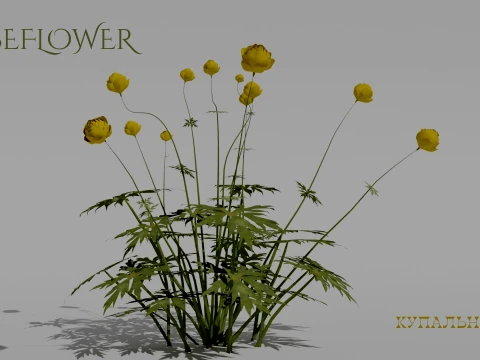 Detailed Globeflower Flower 3D Vegetation 3D Modell