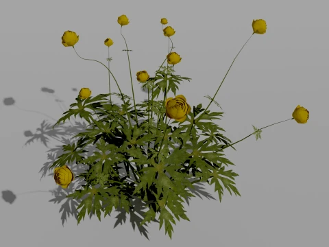Detailed Globeflower Flower 3D Vegetation 3D Model