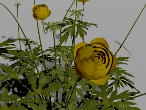 Detailed Globeflower Flower 3D Vegetation 3D Model