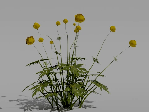 Detailed Globeflower Flower 3D Vegetation 3D Model