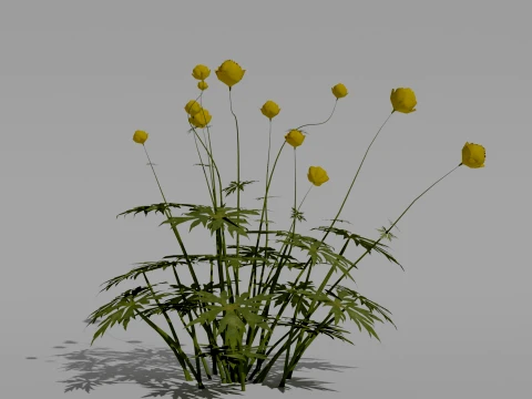Detailed Globeflower Flower 3D Vegetation 3D Model