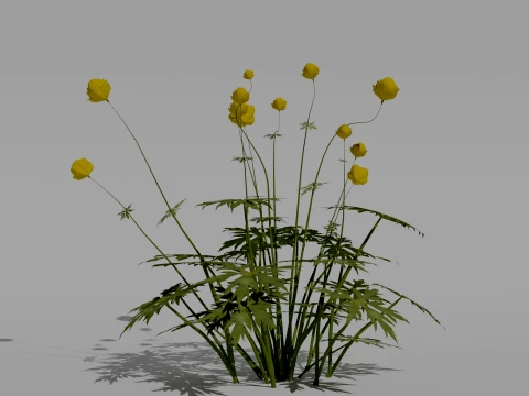 Detailed Globeflower Flower 3D Vegetation 3D Model