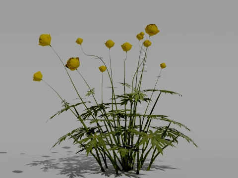 Detailed Globeflower Flower 3D Vegetation 3D Model