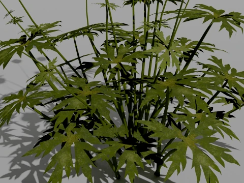 Detailed Globeflower Flower 3D Vegetation 3D Model