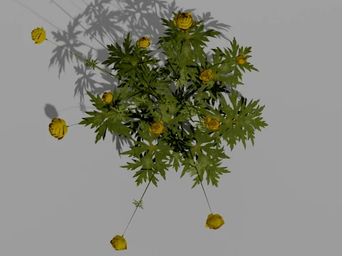 Detailed Globeflower Flower 3D Vegetation 3D Model