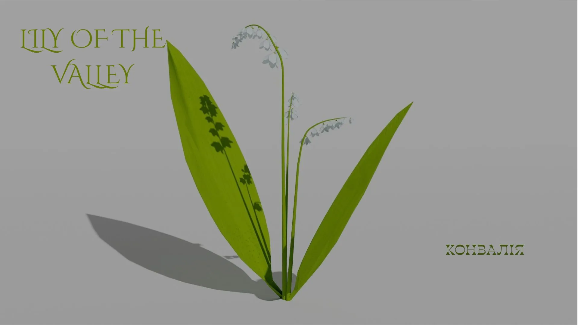 Detailed Lily of the Valley Flower 3D Vegetation 3D Model .c4d .max .obj .3ds .fbx .stl .blend 
