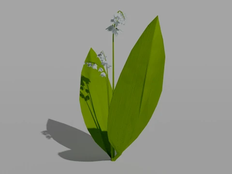 Detailed Lily of the Valley Flower 3D Vegetation 3D Model