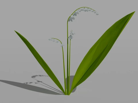 Detailed Lily of the Valley Flower 3D Vegetation 3D Model