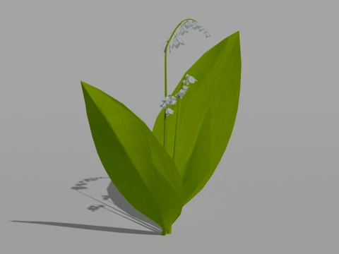 Detailed Lily of the Valley Flower 3D Vegetation 3D Model