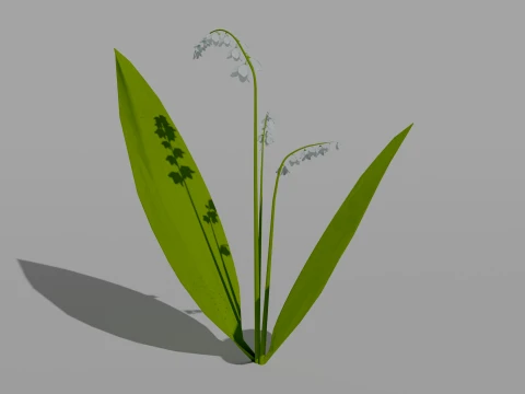 Detailed Lily of the Valley Flower 3D Vegetation 3D Model