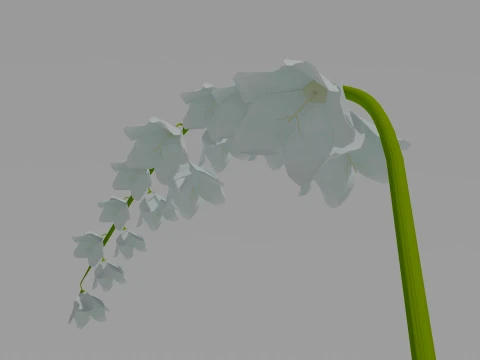 Detailed Lily of the Valley Flower 3D Vegetation 3D Model