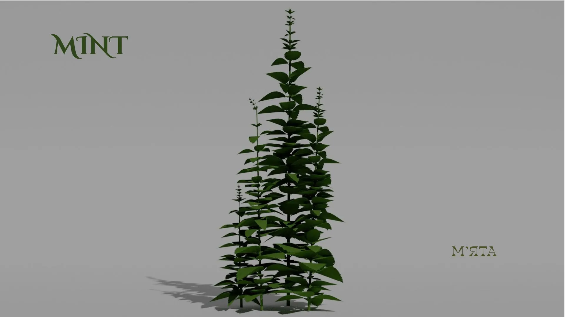 Mint Plant 3D Vegetation 3D Model .c4d .max .obj .3ds .fbx .stl .blend