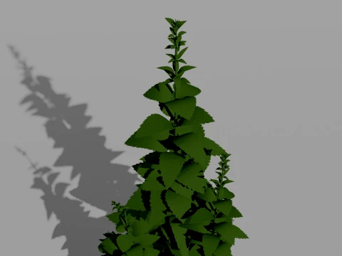 Mint Plant 3D Vegetation 3D Model