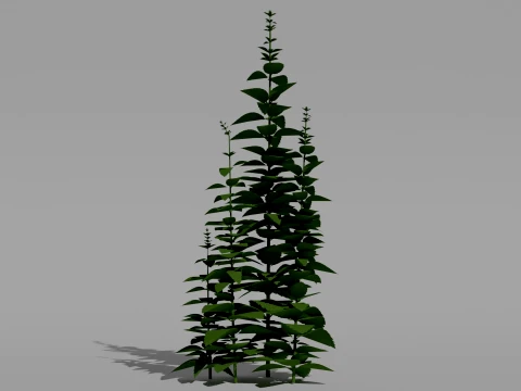 Mint Plant 3D Vegetation 3D Model