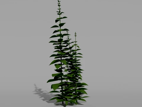 Mint Plant 3D Vegetation 3D Model