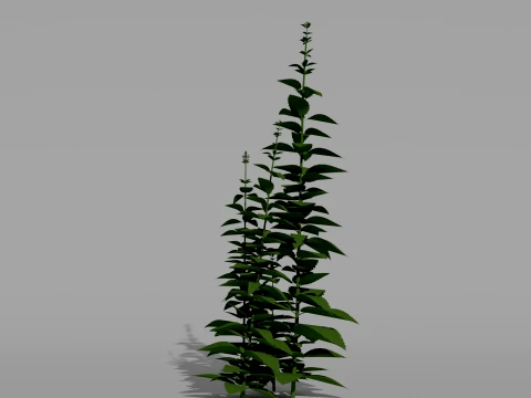 Mint Plant 3D Vegetation 3D Model