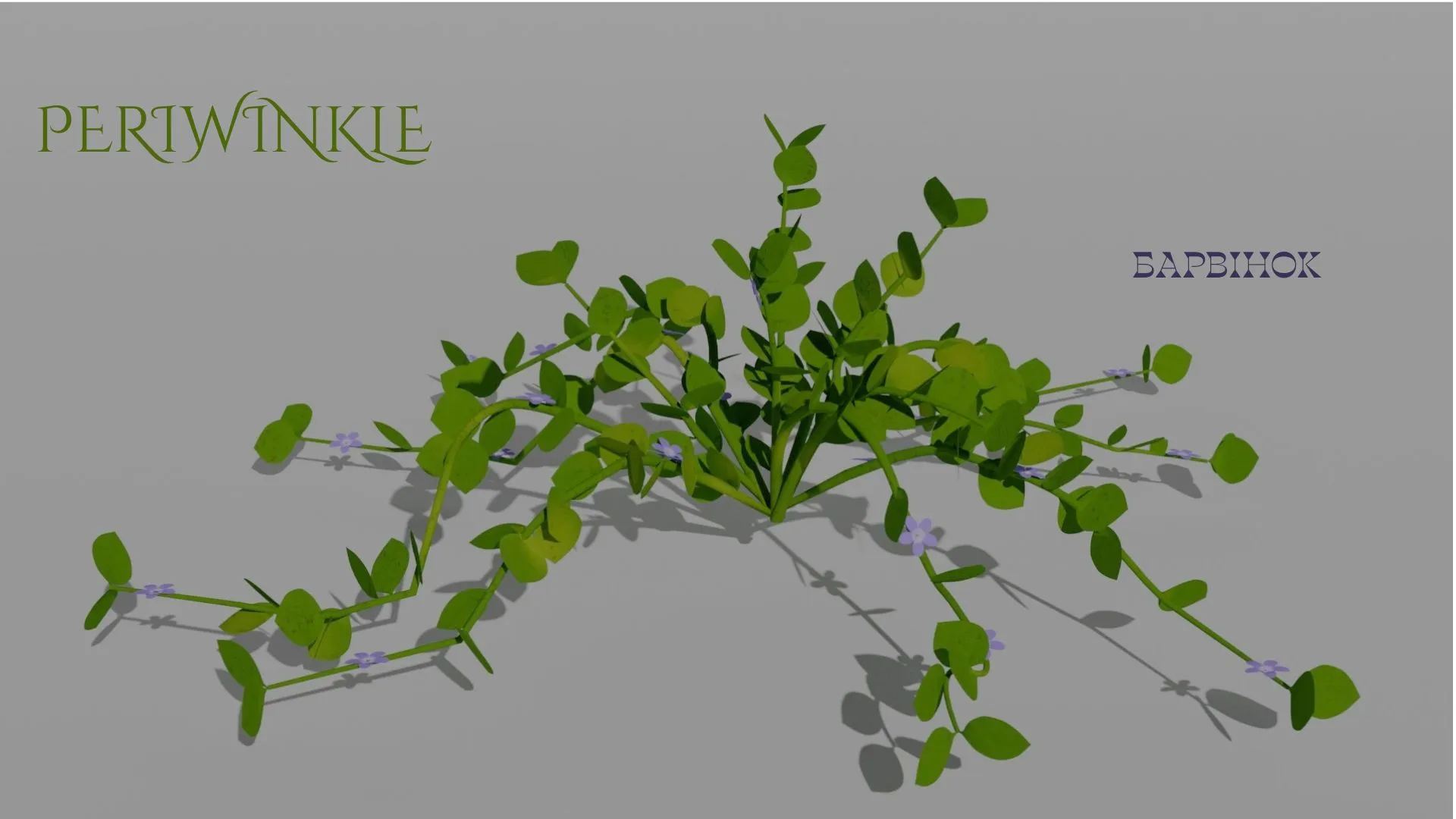 Detailed Periwinkle Flower 3D Vegetation 3D Model .c4d .max .obj .3ds .fbx .stl .blend 