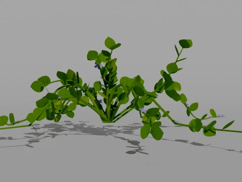 Detailed Periwinkle Flower 3D Vegetation 3D Model