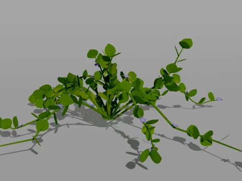 Detailed Periwinkle Flower 3D Vegetation 3D Model