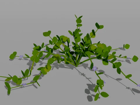 Detailed Periwinkle Flower 3D Vegetation 3D Model