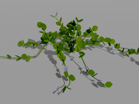 Detailed Periwinkle Flower 3D Vegetation 3D Model
