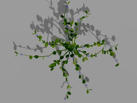Detailed Periwinkle Flower 3D Vegetation 3D Model