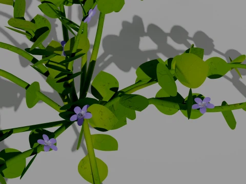 Detailed Periwinkle Flower 3D Vegetation 3D Model
