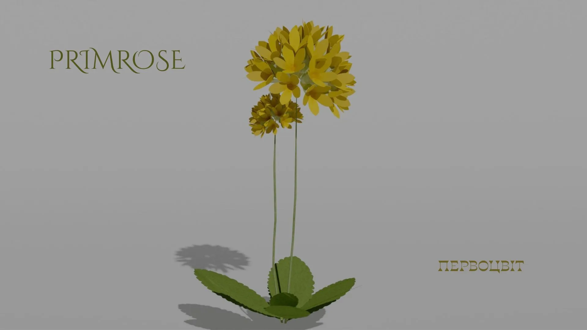 Detailed Primrose Flower 3D Vegetation 3D Model .c4d .max .obj .3ds .fbx .stl .blend 