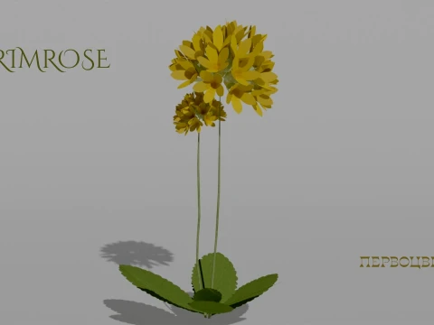 Detailed Primrose Flower 3D Vegetation 3D Model