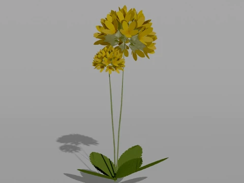 Detailed Primrose Flower 3D Vegetation 3D Model