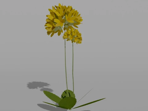 Detailed Primrose Flower 3D Vegetation 3D Model