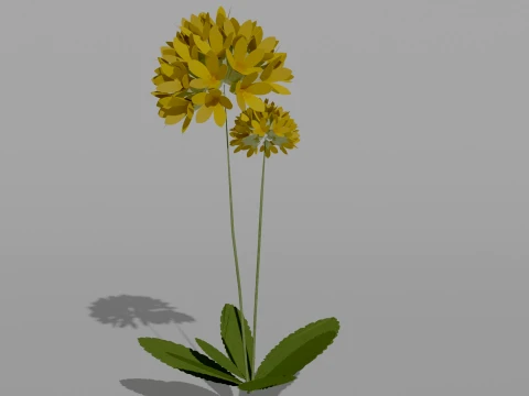 Detailed Primrose Flower 3D Vegetation 3D Model