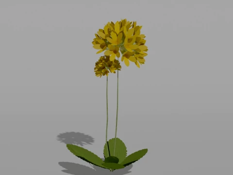 Detailed Primrose Flower 3D Vegetation 3D Model