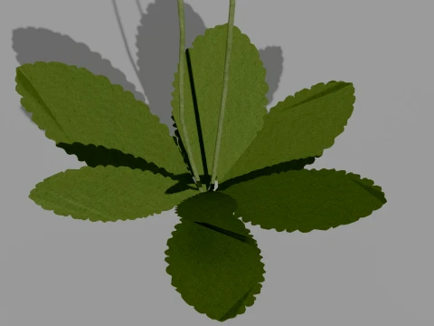 Detailed Primrose Flower 3D Vegetation 3D Model